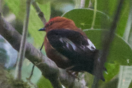 Club-winged Manakin (Machaeropterus deliciosus), photo 3