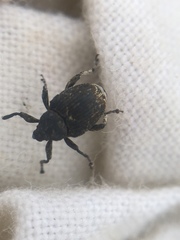 Mogulones geographicus