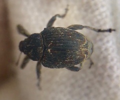 Mogulones geographicus