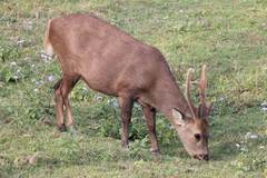 Axis porcinus
