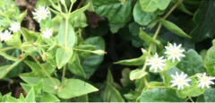 Stellaria littoralis