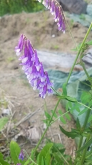 Vicia villosa villosa