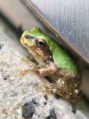 Hyla japonica