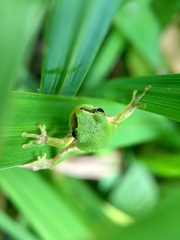 Hyla japonica