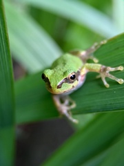 Hyla japonica