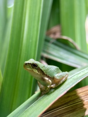 Hyla japonica