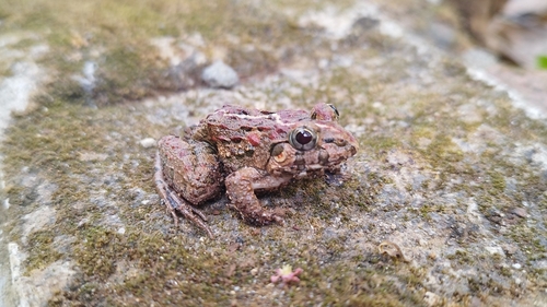 Paddy Field Frog
