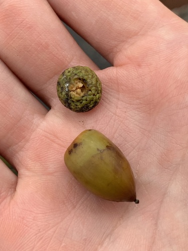 Image of Lithocarpus edulis by (c) Daniel J. Layton, some rights reserved (CC BY)