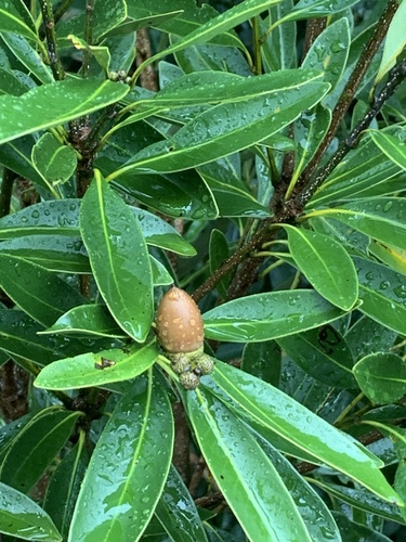 Image of Lithocarpus edulis by (c) Daniel J. Layton, some rights reserved (CC BY)