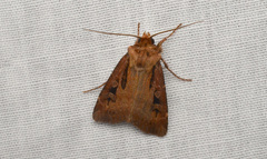 Agrotis vancouverensis