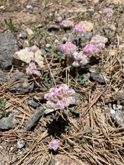 Calyptridium monospermum