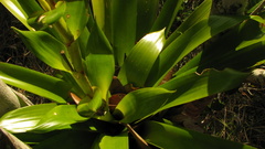 Vriesea procera