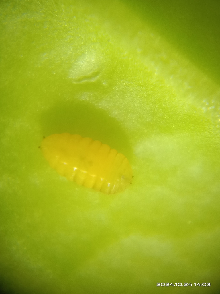 Liriomyza main image 1