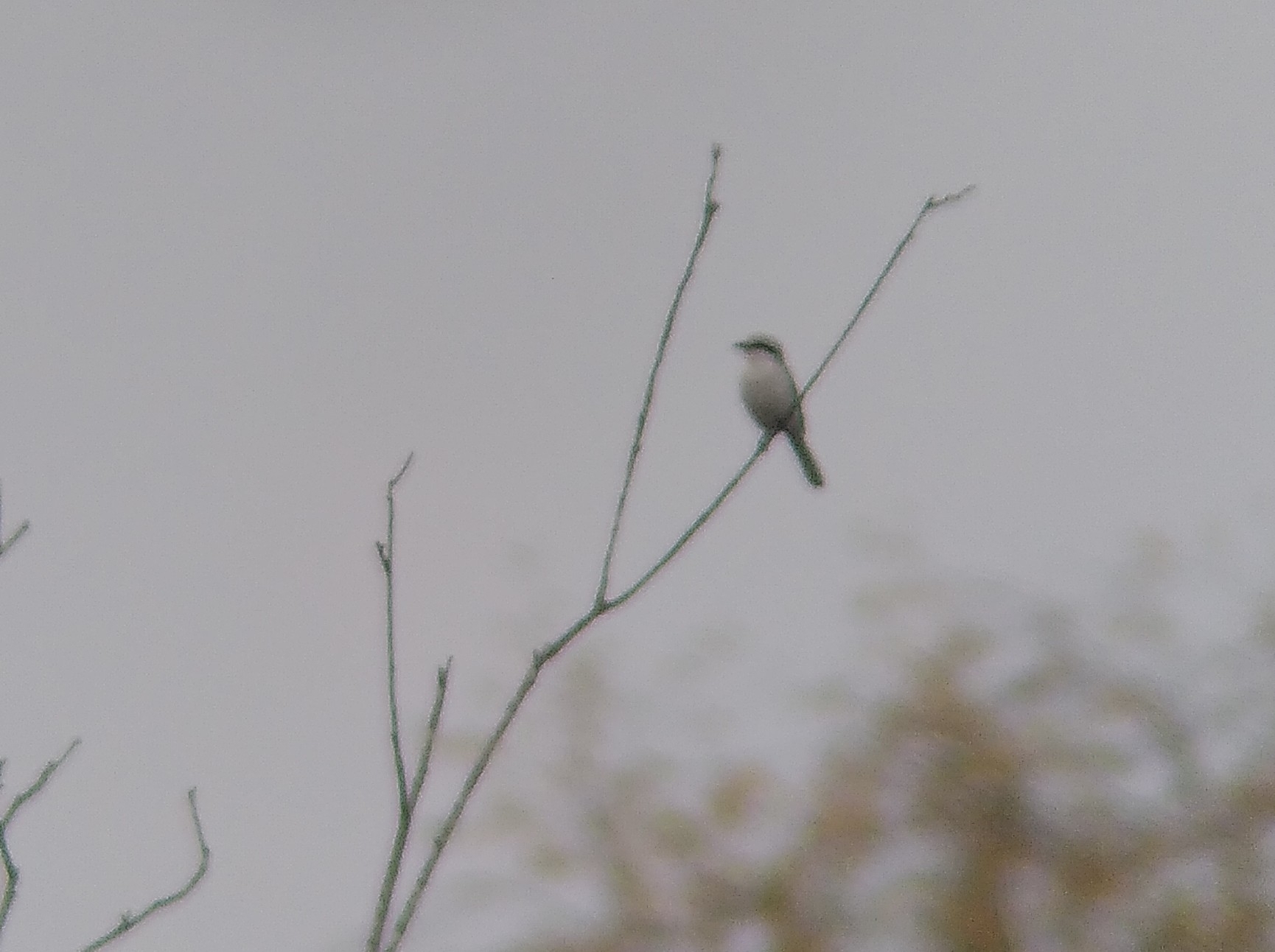 Great Grey Shrike