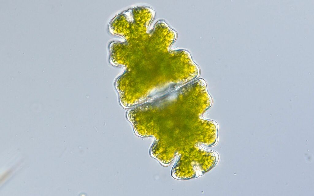 Euastrum oblongum