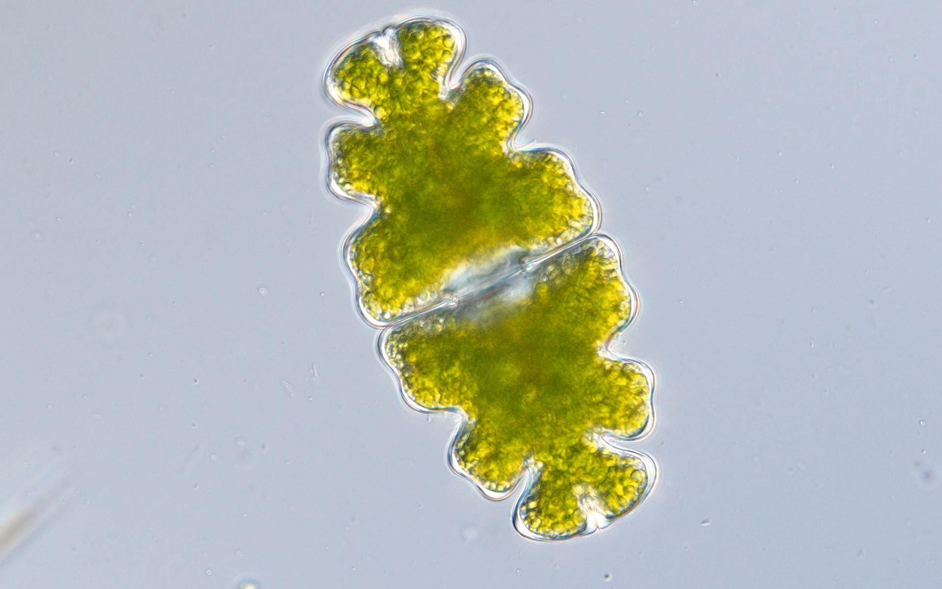 Euastrum oblongum