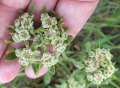 Eriogonum heracleoides