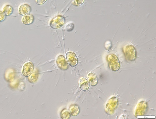 Cosmocladium saxonicum