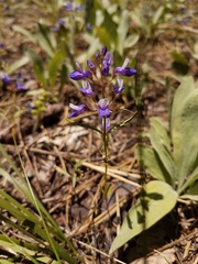 Collinsia torreyi