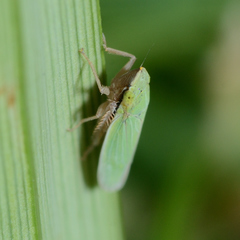 Draeculacephala balli