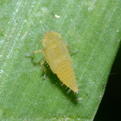 Graminella nigrifrons