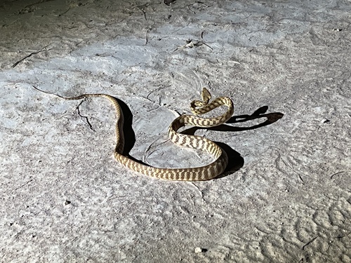 Brown Tree Snake sighting