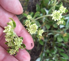 Eriogonum heracleoides