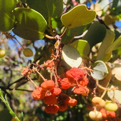 Arctostaphylos viscida