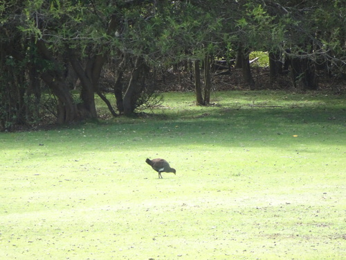 Gallineta de Tasmania (Tribonyx mortierii)