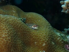 Seychelles Blenny photo 2