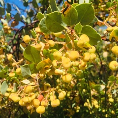 Arctostaphylos viscida