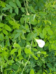 Clitoria ternatea albiflora