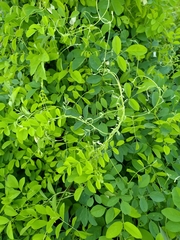 Clitoria ternatea albiflora