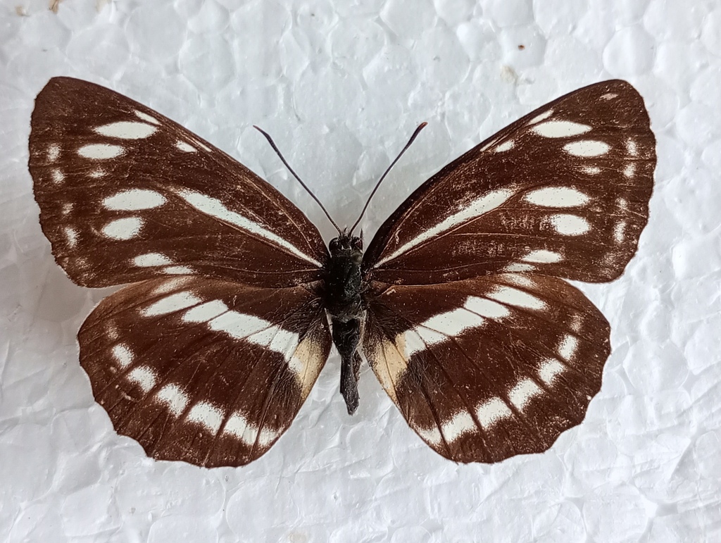Neptis philyroides