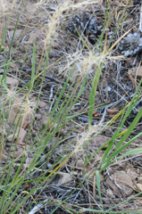 Elymus elymoides elymoides