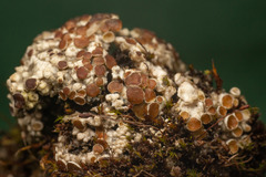 Lecanora epibryon