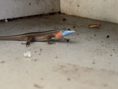 Blue-Throated Rainbow-Skink photo 3