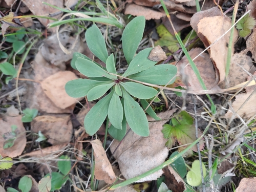 Image of Linum flavum by (c) Татьяна Максимова, some rights reserved (CC BY)