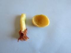 Gymnopilus validipes