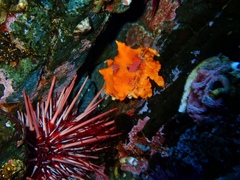 Echidnocerus cibarius