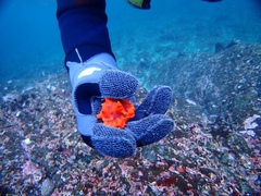 Echidnocerus cibarius