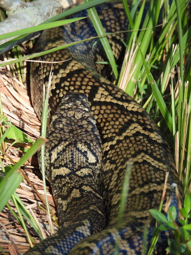 Coastal Carpet Python sighting