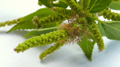 Acalypha multicaulis