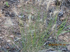 Elymus elymoides elymoides
