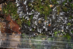 Pseudocyphellaria cinnamomea