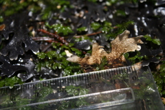 Pseudocyphellaria cinnamomea