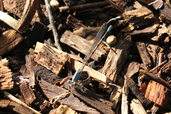 Argia immunda