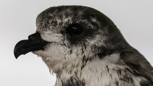 Regensturmvogel (Pterodroma inexpectata)
