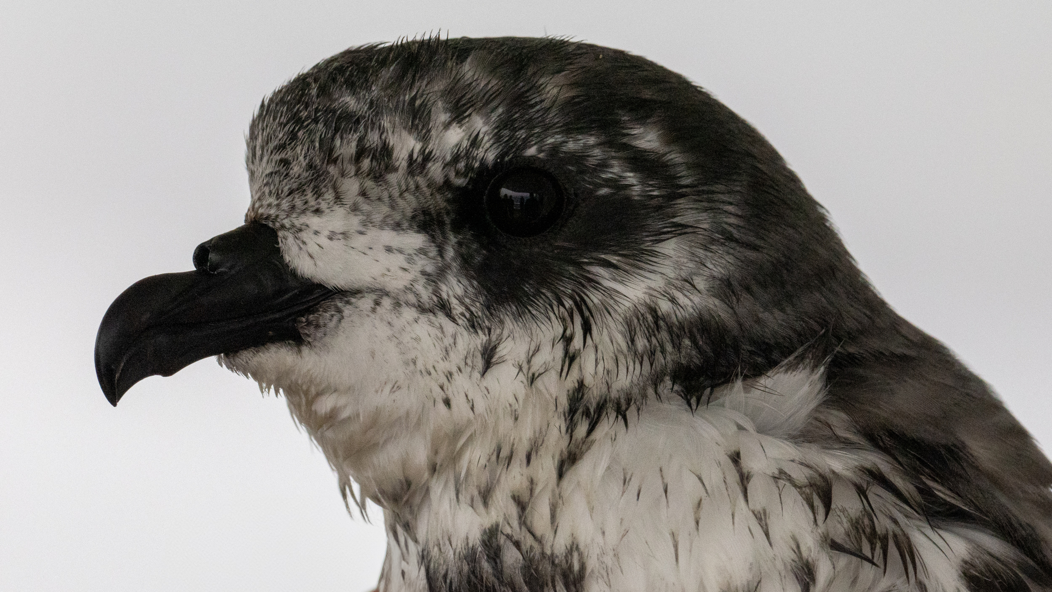 Mottled Petrel (Pterodroma inexpectata)
