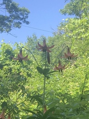 Lilium canadense